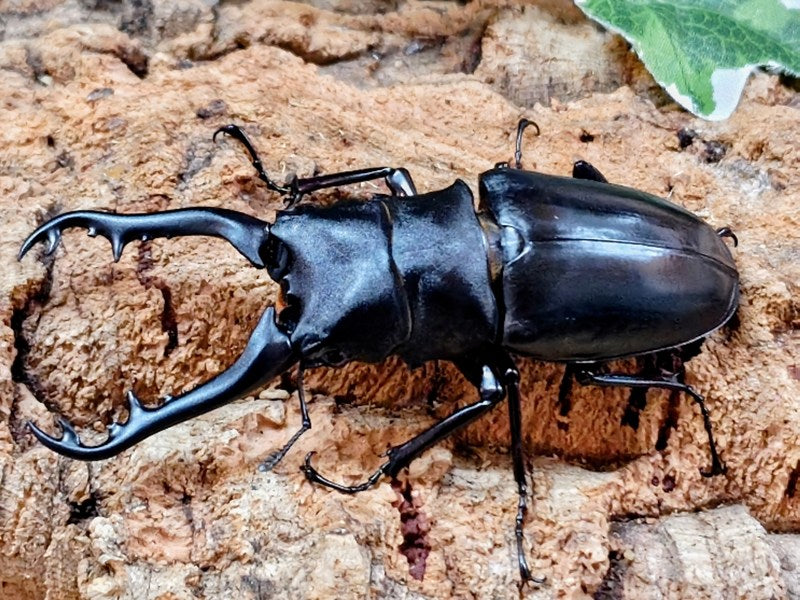 ギラファノコギリクワガタペア亜種ボロブドゥール（バリ島） ギラファノコギリクワガタ(亜種ボロブドゥール) インドネシア ジャワ島