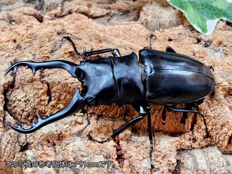 ギラファノコギリクワガタ(亜種ボロブドゥール)♂♀1ペア ギラファノコギリクワガタ(亜種ボロブドゥール) インドネシア ジャワ島
