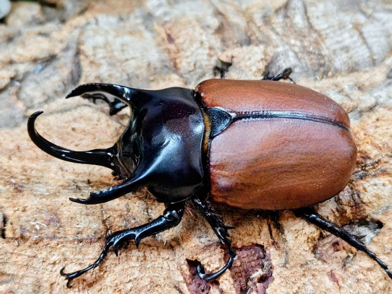 サンボンツノカブト亜種リュウスイ インドネシア Mt.アルファック産