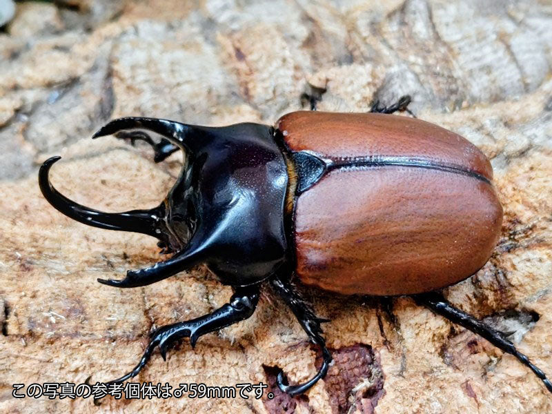 サンボンツノカブト亜種リュウスイ インドネシア Mt.アルファック産