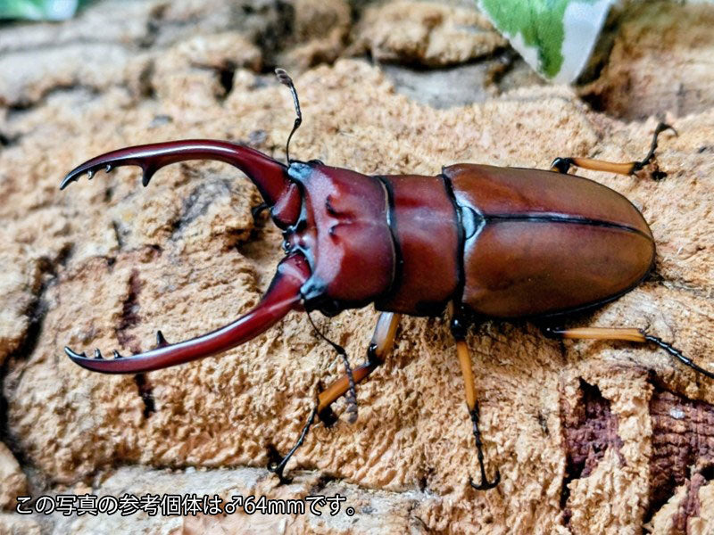 アスタコイデスノコギリクワガタ亜種pallidipennis インドネシア