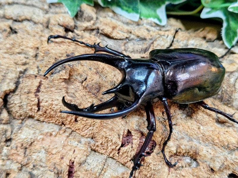 コーカサスオオカブト(原名亜種) インドネシア ジャワ島アルゴプーロ産