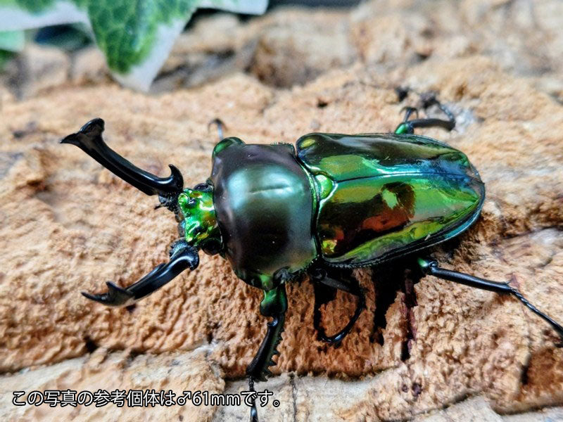 ニジイロクワガタ(グリーン血統) オーストラリア クィーンズランド産