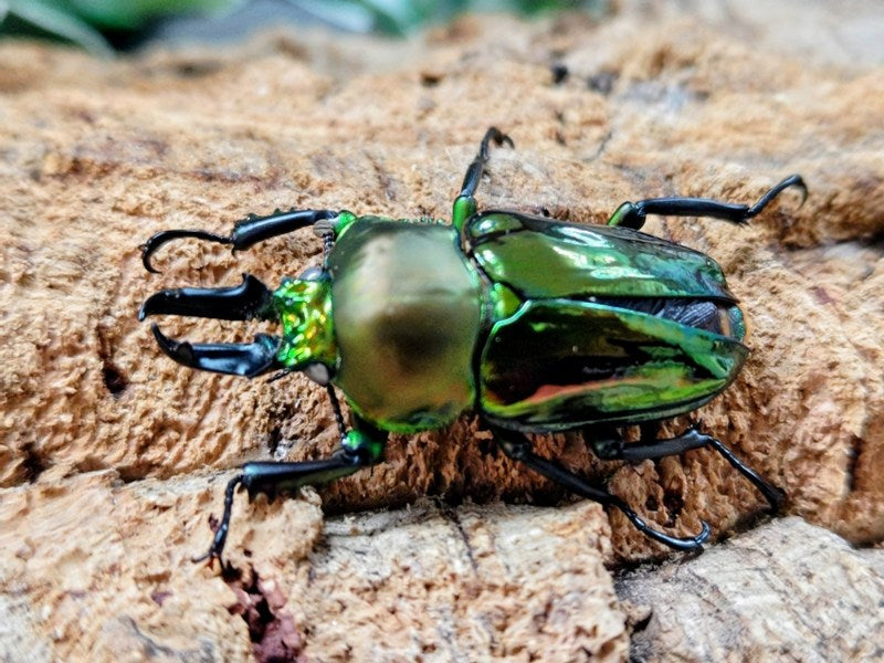 ニジイロクワガタ(グリーン血統) オーストラリア クィーンズランド産
