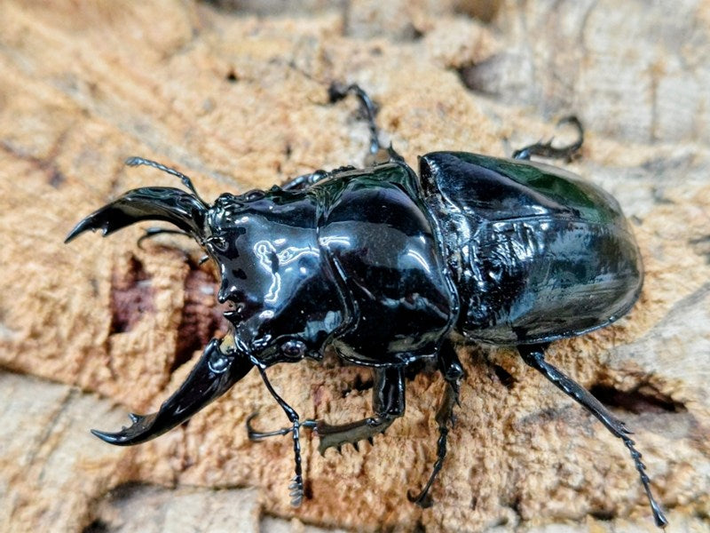 レギウスオオツヤクワガタ カメルーン 産 ペア（累代CB ♂69mm 2025/9