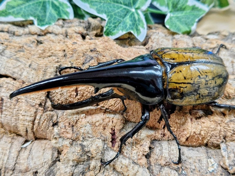 D.H.ヘラクレス フランス領 グアドループ産 ペア（累代CB ♂140-②mm