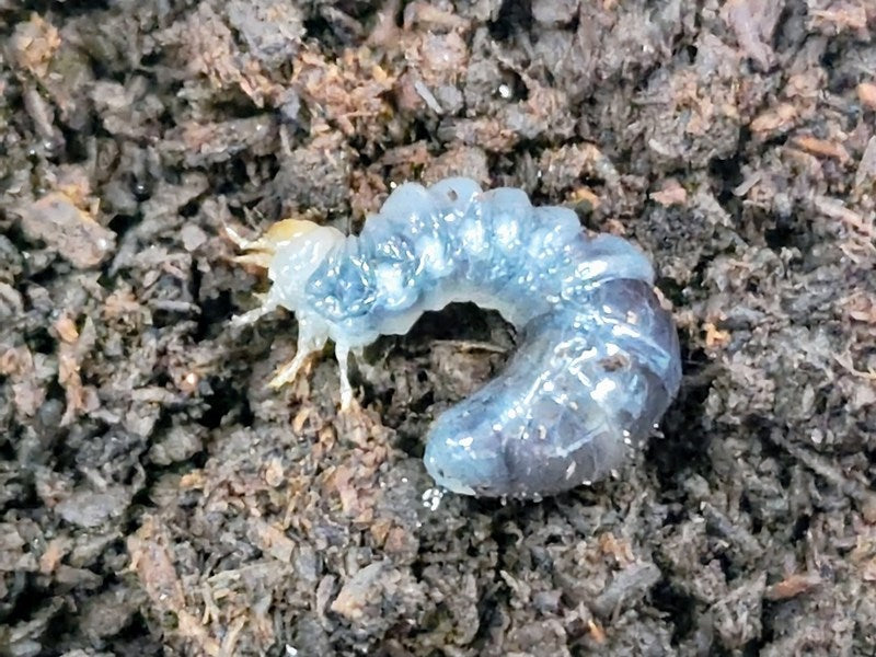 インターメディアツヤクワガタ幼虫 フィリピン ネグロス島産