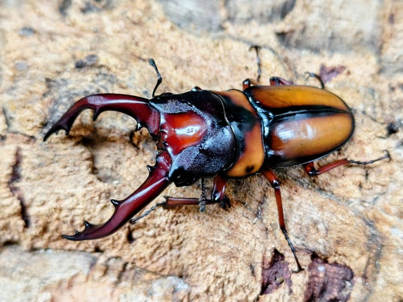 ミラビリスノコギリクワガタ タンザニア タンガ州Mt.ウサンバラ産 ペア