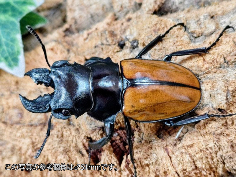 ガゼラツヤクワガタ インドネシア スマトラ島ジャンピ産 ペア（累代WD