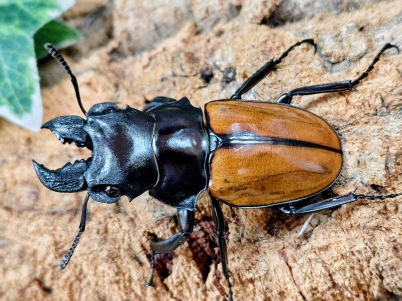 ガゼラツヤクワガタ インドネシア スマトラ島ジャンピ産 ペア（累代WD