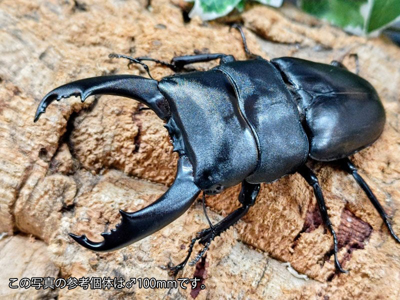 カマリネスヒラタペア（キングテイオウ） Amazon | 【DDA】キングテイオウ ヒラタ 成虫 70〜大型99mmUP ペア