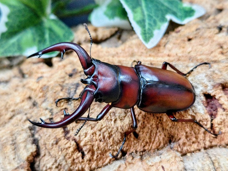 トカラノコギリクワガタ トカラ列島 中之島御岳産 ペア（累代CBF4