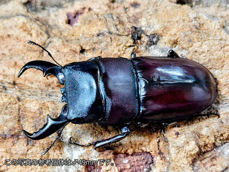 ダイトウヒラタクワガタ 標本 ダイトウヒラタクワガタ 北大東島 産 ペア（累代CB ♂48mm 2025/10