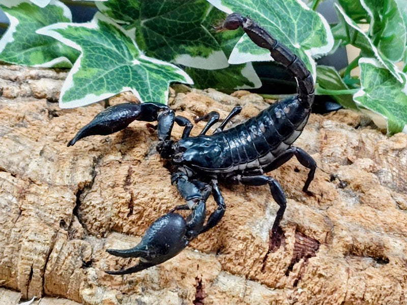 チャグロサソリ ベトナム 産 ♀単品（累代WD ♀Freemm