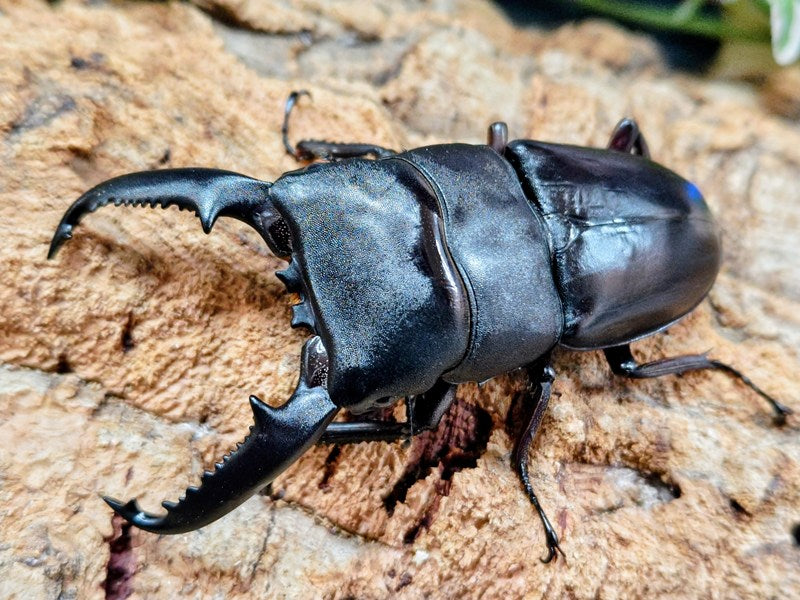 パラワンオオヒラタクワガタ フィリピン パラワン島Mt.ガントン産 ペア