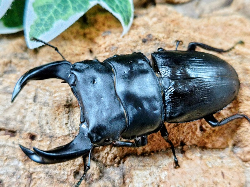 北峰産 ホペイ オオクワガタペア ホペイオオクワガタ(北峰産)ペア① (やまと) 出雲崎のその他の中古