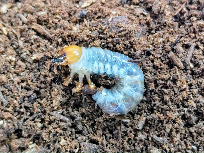 ギラファノコギリクワガタ  幼虫 ギラファノコギリクワガタ飼育日記