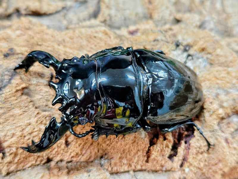 最終値下げ　タランドゥスオオツヤクワガタ　９１mmトリオ タランドゥスオオツヤクワガタ コンゴ 産 ペア（累代CBF2 ♂75mm 2026