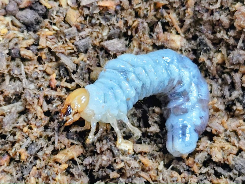 メタリフェルホソアカクワガタ(原名亜種)幼虫 インドネシア スラウェシ