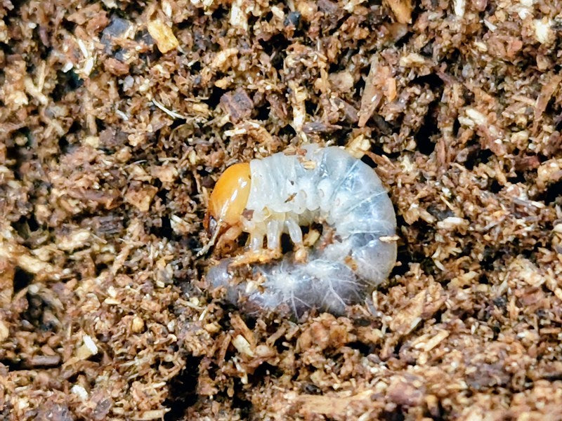 オキナワコクワガタ(リュウキュウコクワガタ)幼虫 沖縄県 国頭郡国頭村