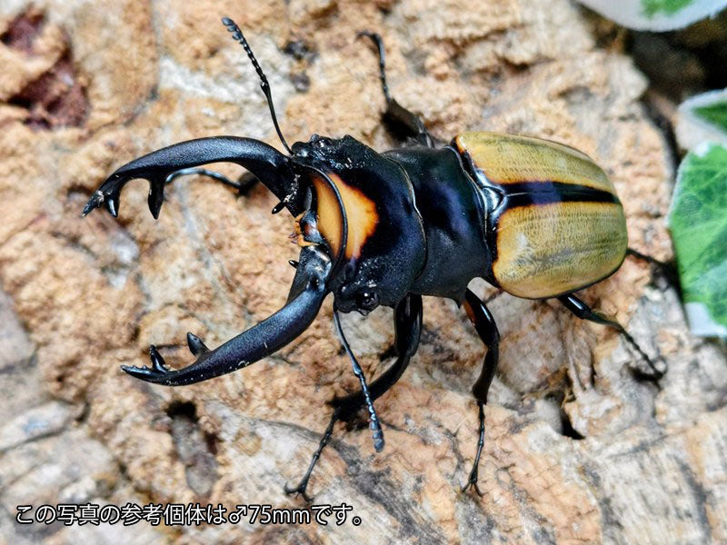 ラコダールツヤクワガタ インドネシア スマトラ島アチェ州ブランケジェ