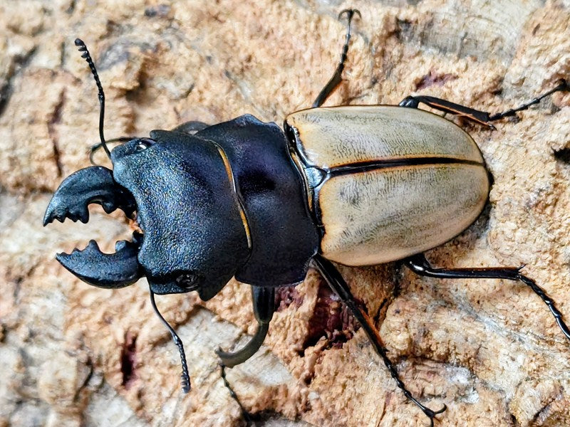 カステルナウディツヤクワガタ インドネシア スマトラ島ベンクール産