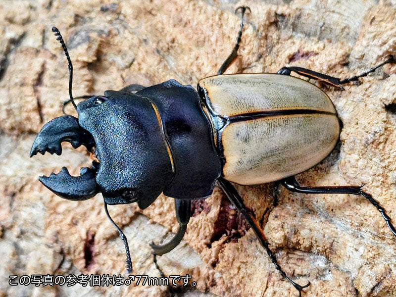 カステルナウディツヤクワガタ インドネシア スマトラ島ベンクール産
