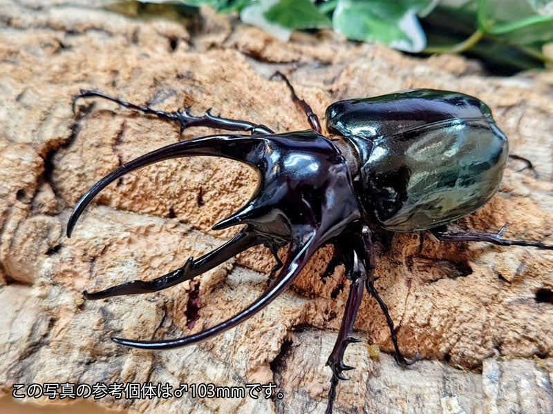 コーカサスオオカブト(原名亜種) インドネシア ジャワ島アルゴプーロ産