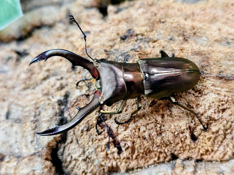 メタリフェルホソアカクワガタ(亜種finae) インドネシア ペレン島産 メタリフェルホソアカクワガタ(亜種finae) インドネシア ペレン島産