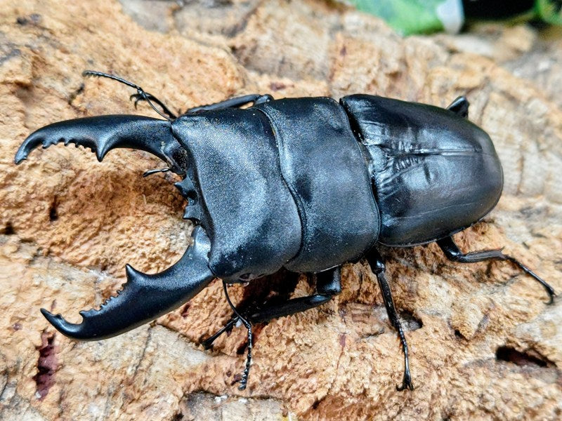 ミンダナオ ヒラタクワガタ 標本 ミンダナオオオヒラタクワガタ フィリピン ミンダナオ島マラグサン産