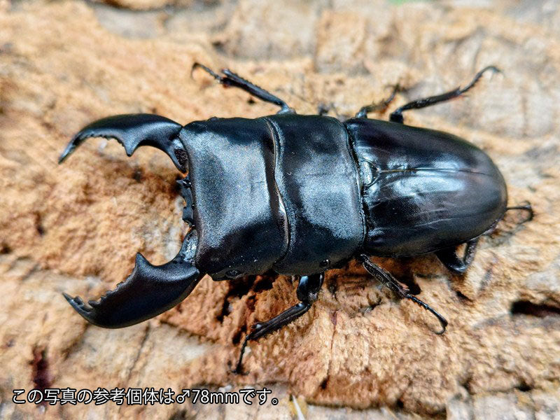 スマトラオオヒラタクワガタ インドネシア スマトラ島アチェ州産 ペア