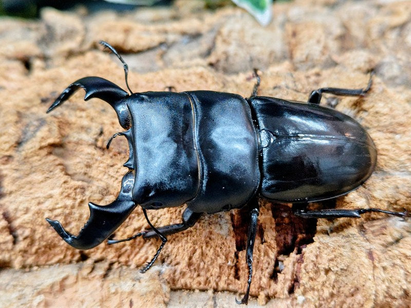 ダイオウヒラタクワガタ インドネシア ジャワ島サラク産 ペア（累代WF5
