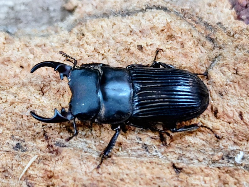 ネブトクワガタ 大阪府 茨木市福井産 ペア（累代WD ♂24mm ♀20mm