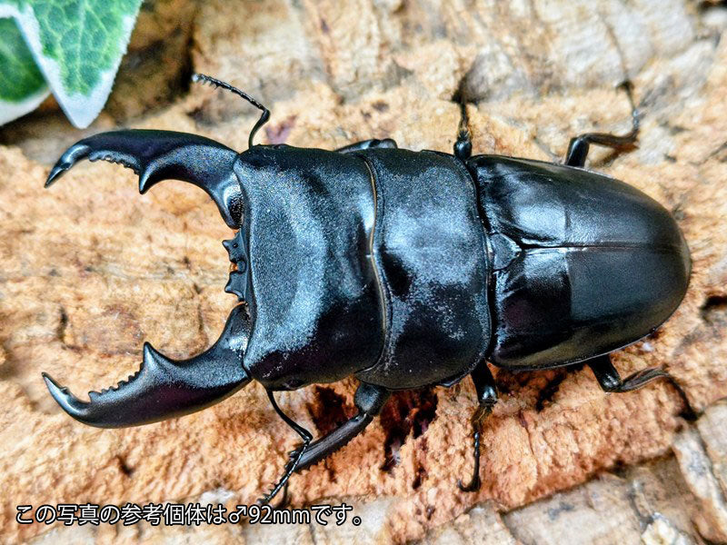 マリンドッケヒラタクワガタ フィリピン マリンドッケ島カンアット産
