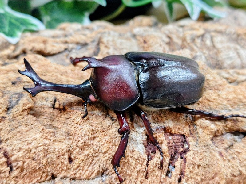 カブトムシ様 カブトムシ(ヤマトカブト)・ピンクアイ 大阪府 豊能郡能勢町産 ペア
