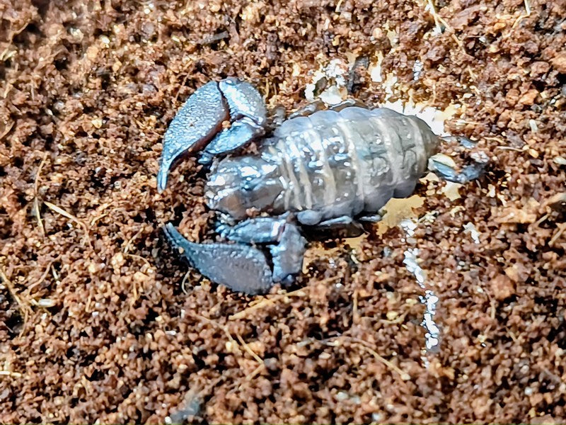ヤエヤマサソリ 沖縄県 石垣島産 ♂♀不明 単品（累代CB ♂Freemm