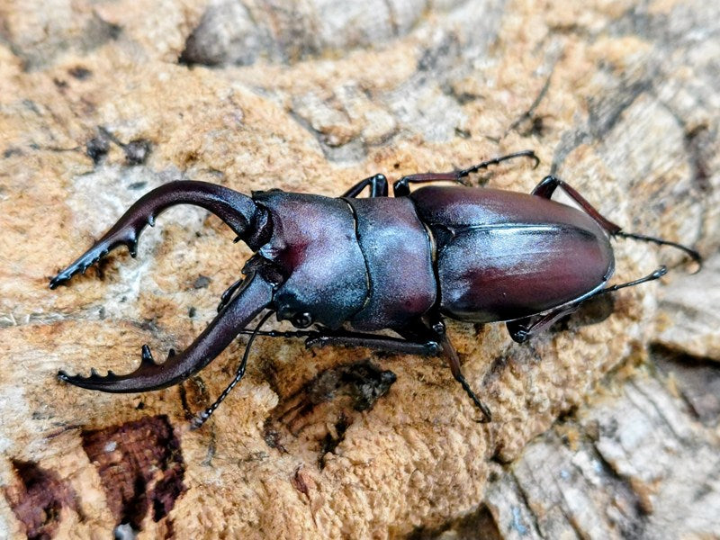 本土ノコギリクワガタ 群馬県 産 ペア（累代WD ♂水牛62mm ♀Freemm