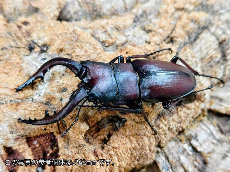 本土ノコギリクワガタ 群馬県 産 ペア（累代WD ♂水牛Freemm ♀Freemm