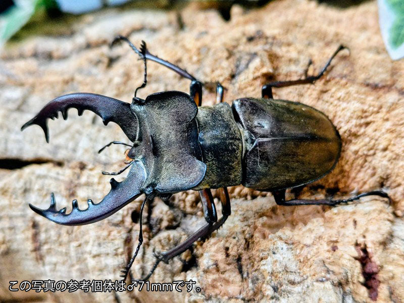 ミヤマクワガタ 北海道 白老郡白老町産 ペア（累代WD ♂68mm ♀Freemm