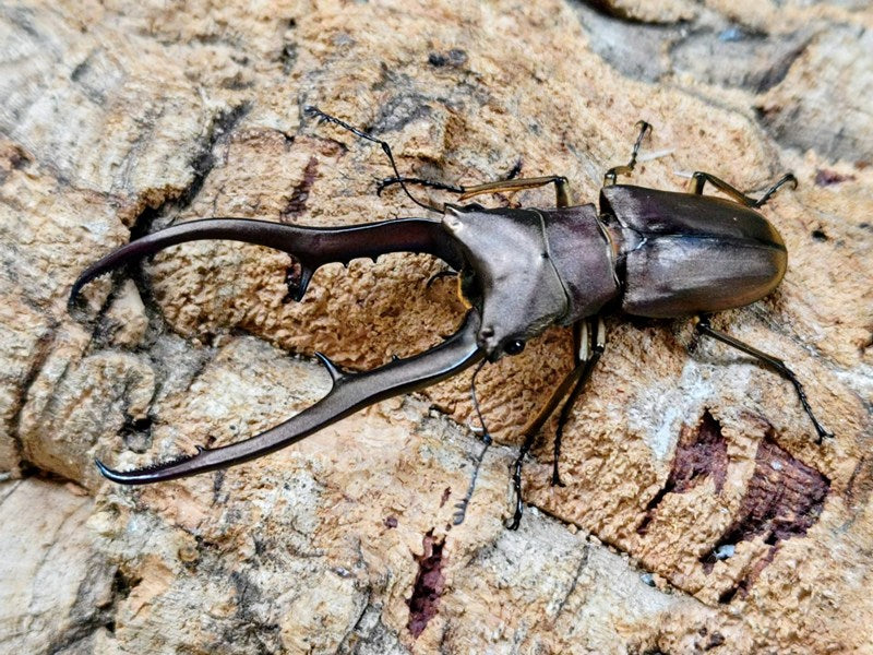 メタリフェルホソアカクワガタ(原名亜種) インドネシア スラウェシ島
