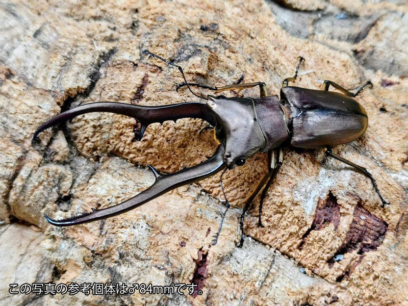 メタリフェルホソアカクワガタ(原名亜種) インドネシア スラウェシ島