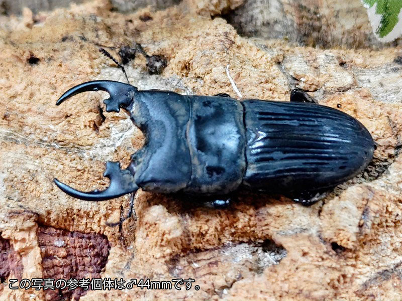 プラティオドンネブトクワガタ(亜種レオポルディ) インドネシア パプア