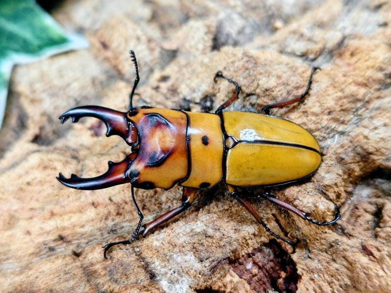 オキピタリスノコギリクワガタ フィリピン ミンダナオ島マラグサン産