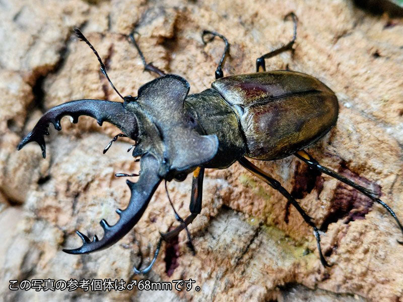ミヤマクワガタ 北海道 北見市産 ペア（累代WD ♂59mm ♀Freemm