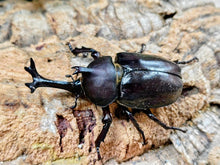 画像をギャラリービューアに読み込む, カブトムシ(ヤマトカブト) 兵庫県 たつの市産 ペア(累代WF5 ♂ML・Freemm 2026/6 ♀Freemm 2026/6)