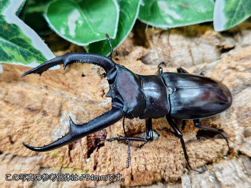マンディブラリスフタマタクワガタ インドネシア スマトラ島ジャンピ産