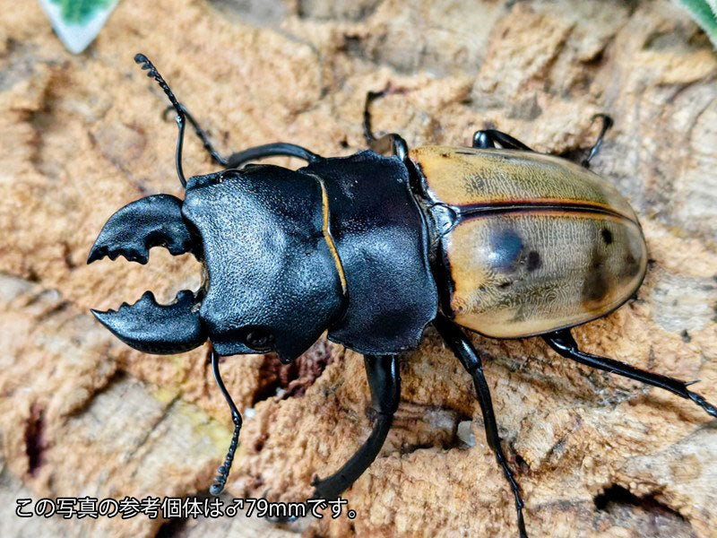 カステルナウディツヤクワガタ 標本 スマトラ島 ボルネオ島 右側触角取れてます カステルナウディツヤクワガタ インドネシア スマトラ島ベンクール産