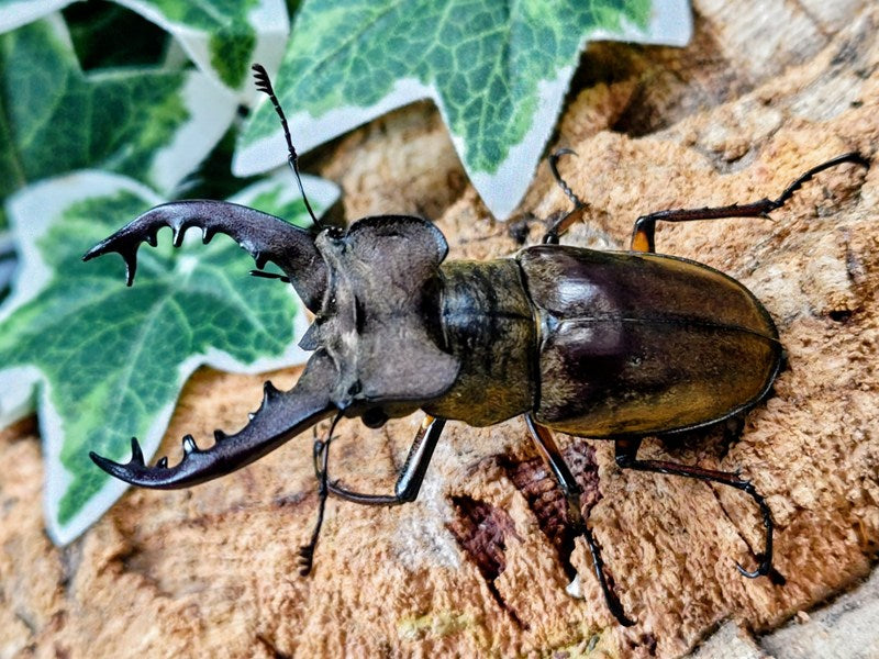 福岡県産　ミヤマクワガタ　標本 74mm ミヤマクワガタ 北海道 胆振地方産 ペア（累代WD ♂74mm ♀Freemm