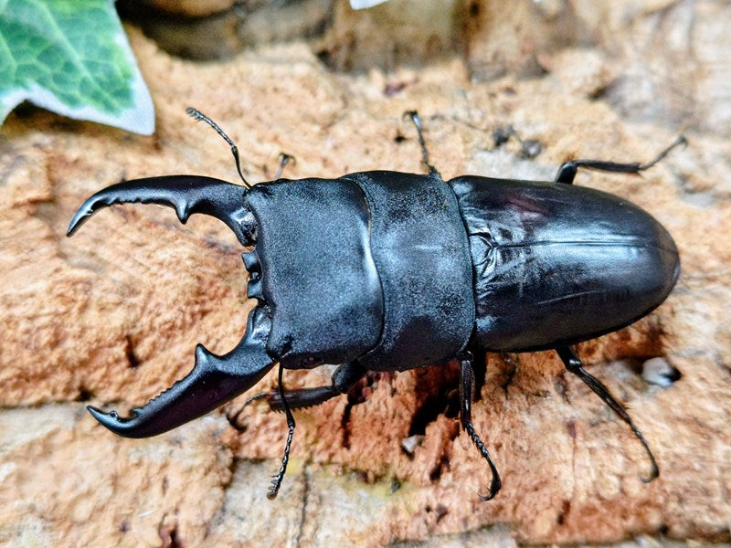 本土ヒラタクワガタ 和歌山県 有田市産 ペア＋♀トリオ（累代ドルクス