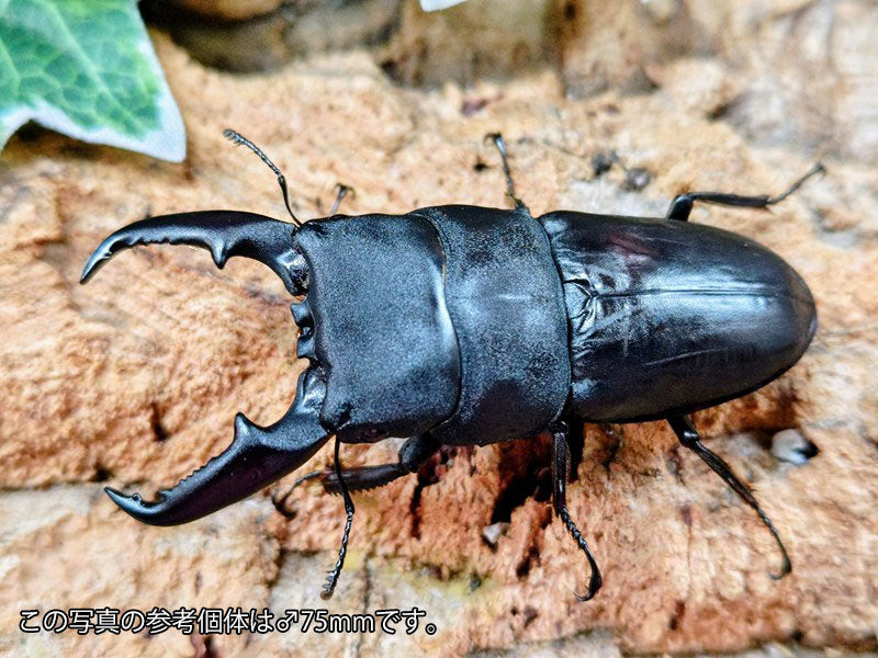 本土ヒラタクワガタ 和歌山県 有田市産 ペア＋♀トリオ（累代ドルクス